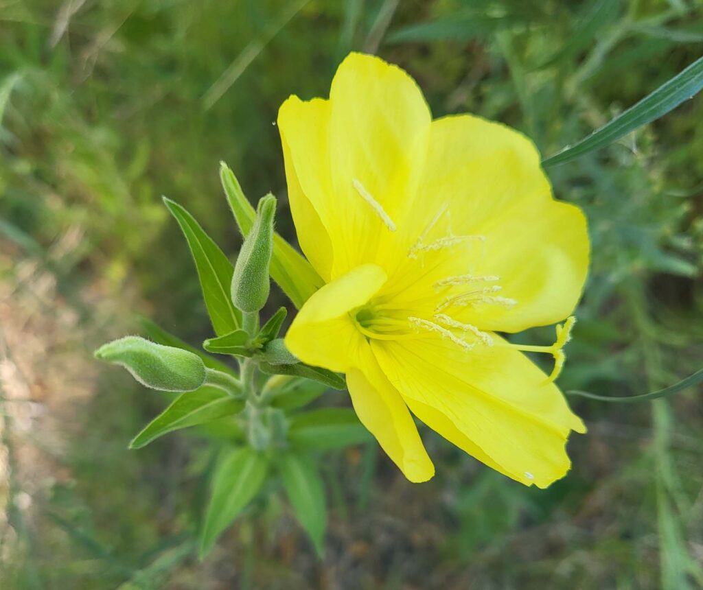 Evening-primrose. D. Mandel.