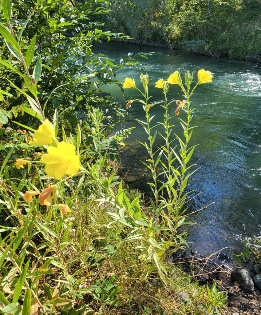 Evening-primrose. D. Mandel.