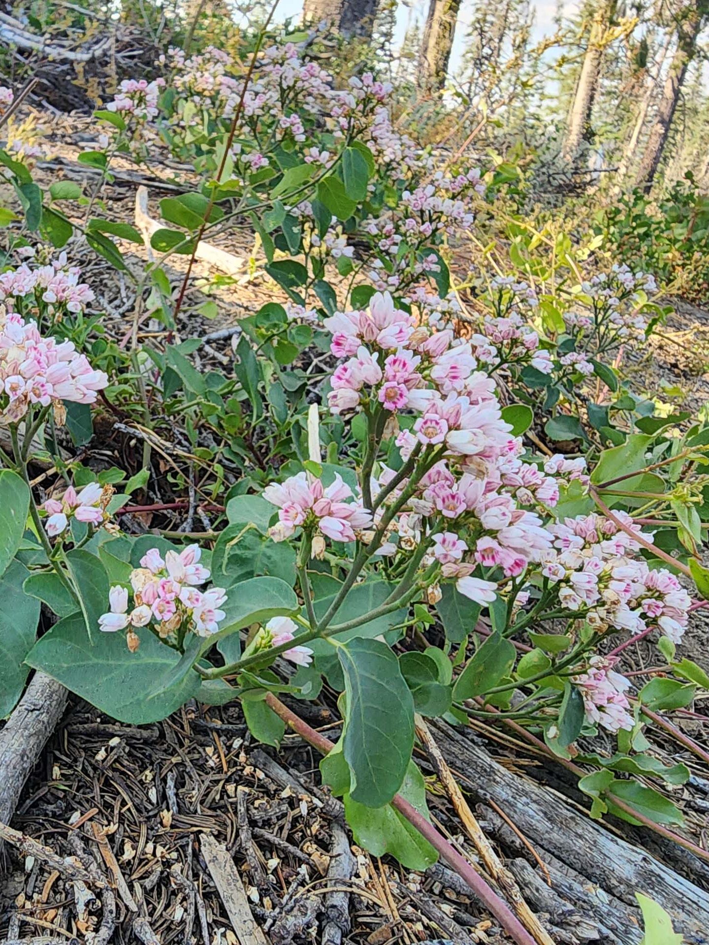 Mountain dogbane. D. Burk. Little Boulder Lake, Trinity Alps. August 11, 2024.