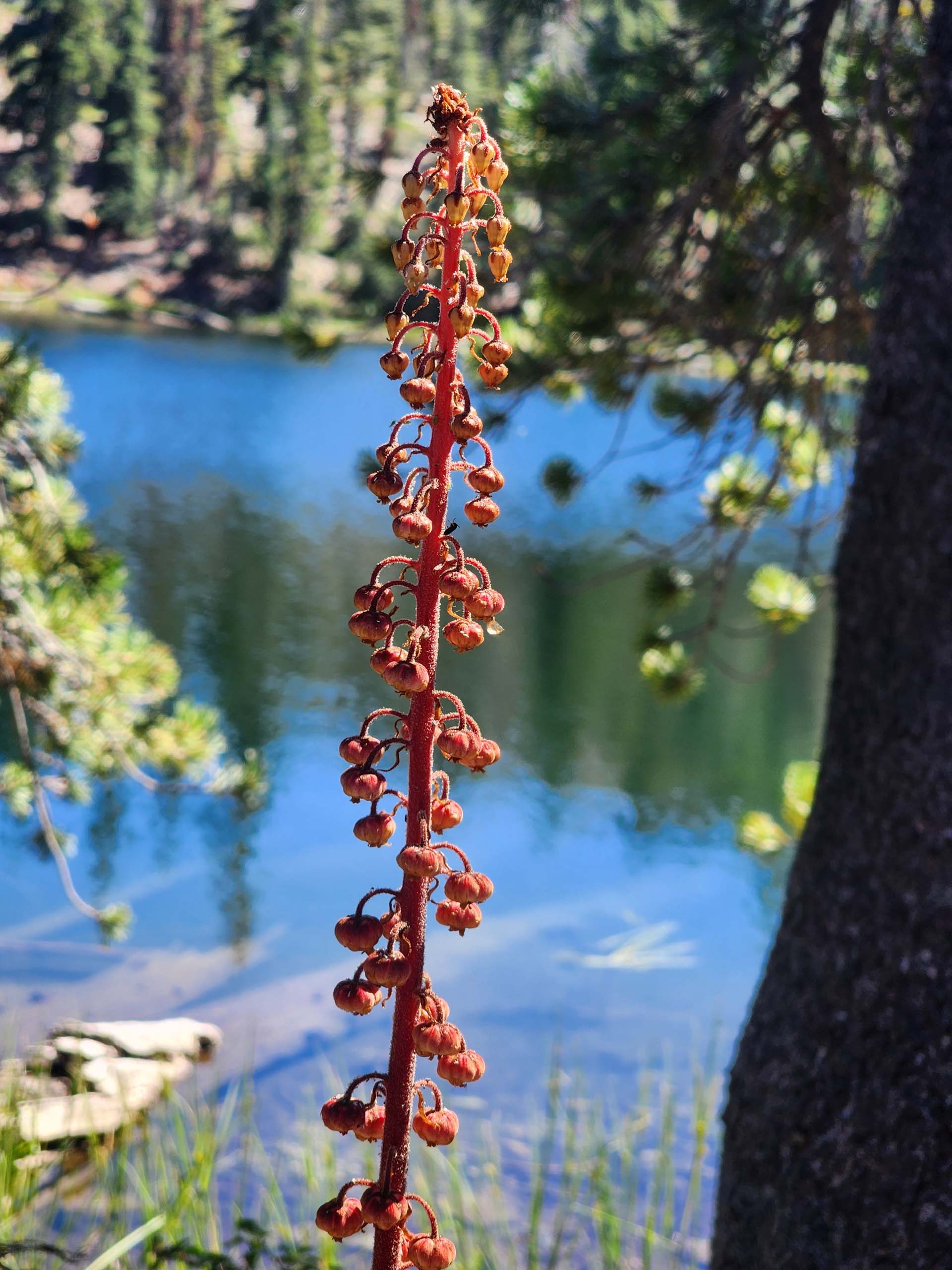 Pinedrops going to fruit. D. Burk. Lake Helen. August 18, 2024.