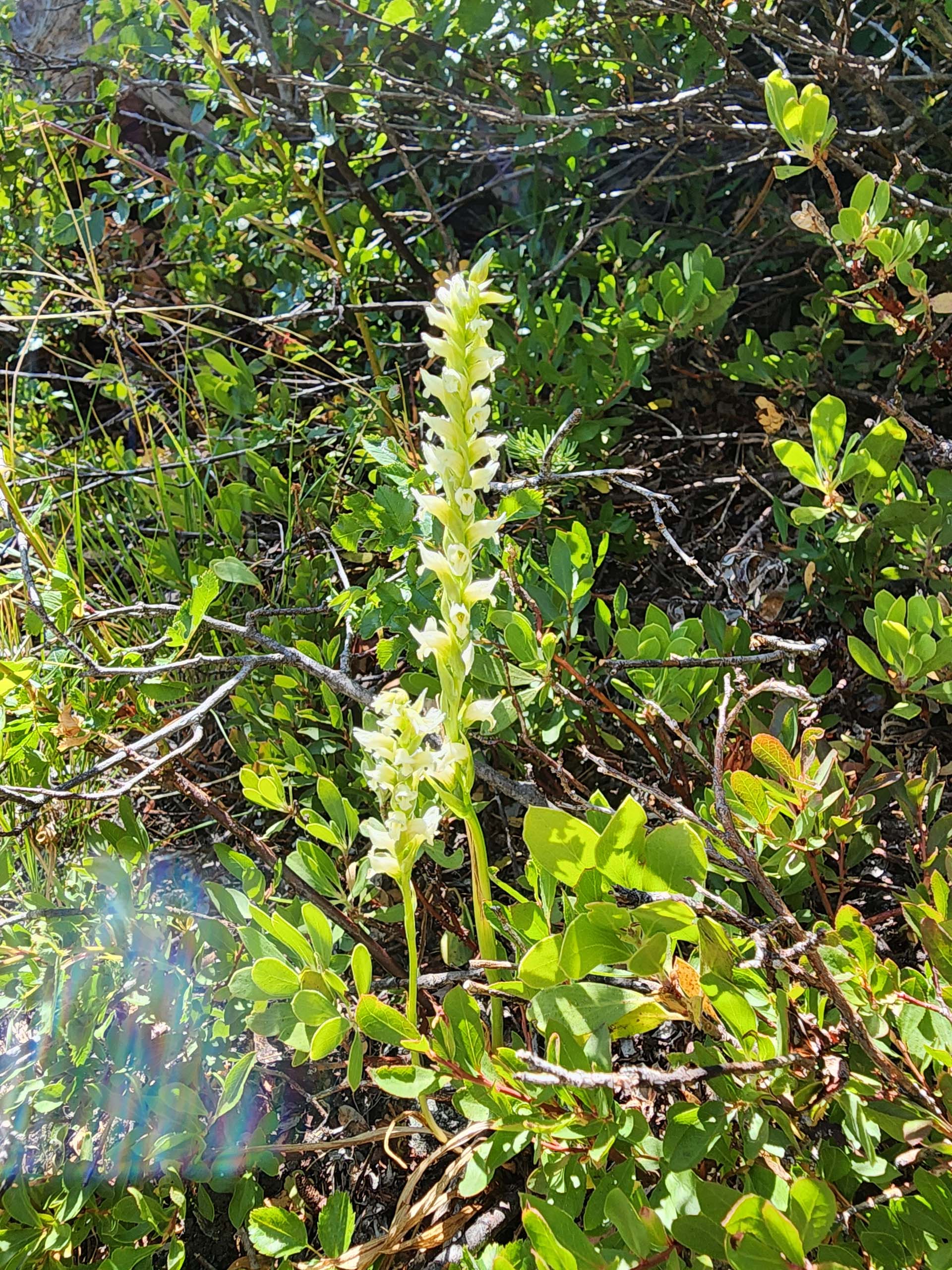 Hooded ladies'-tresses. D. Burk. Lake Helen. August 18, 2024.