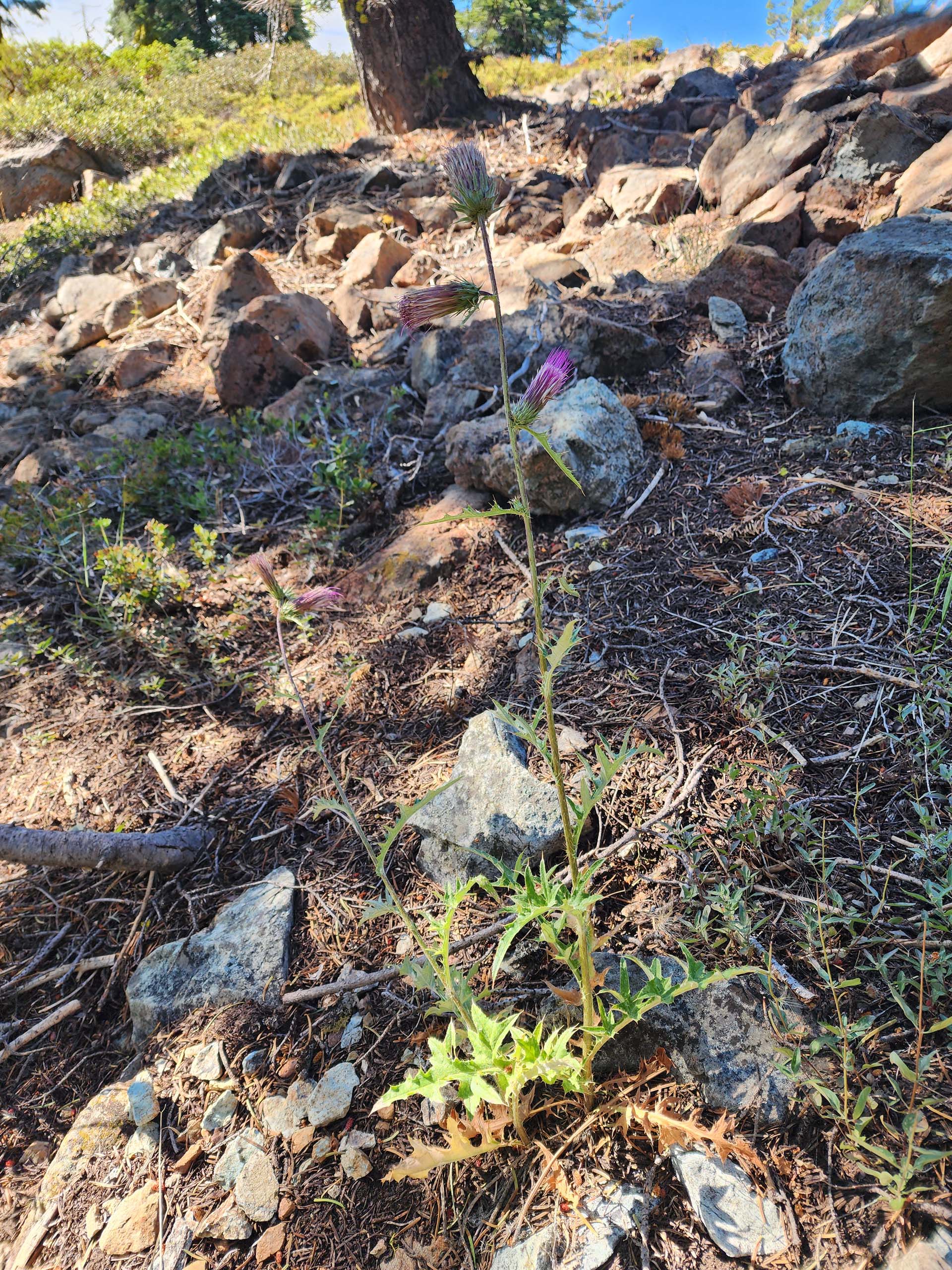 Anderson's thistle. D. Burk. Lake Helen. August 18, 2024.