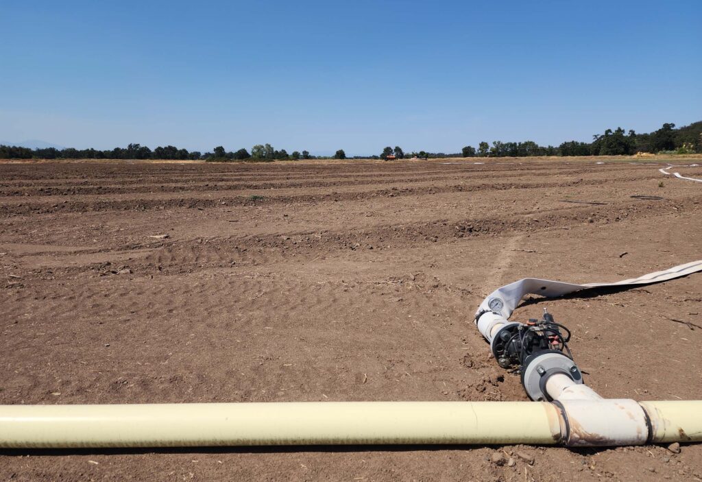 Rancho Breisgau ready to be planted. D. Burk.