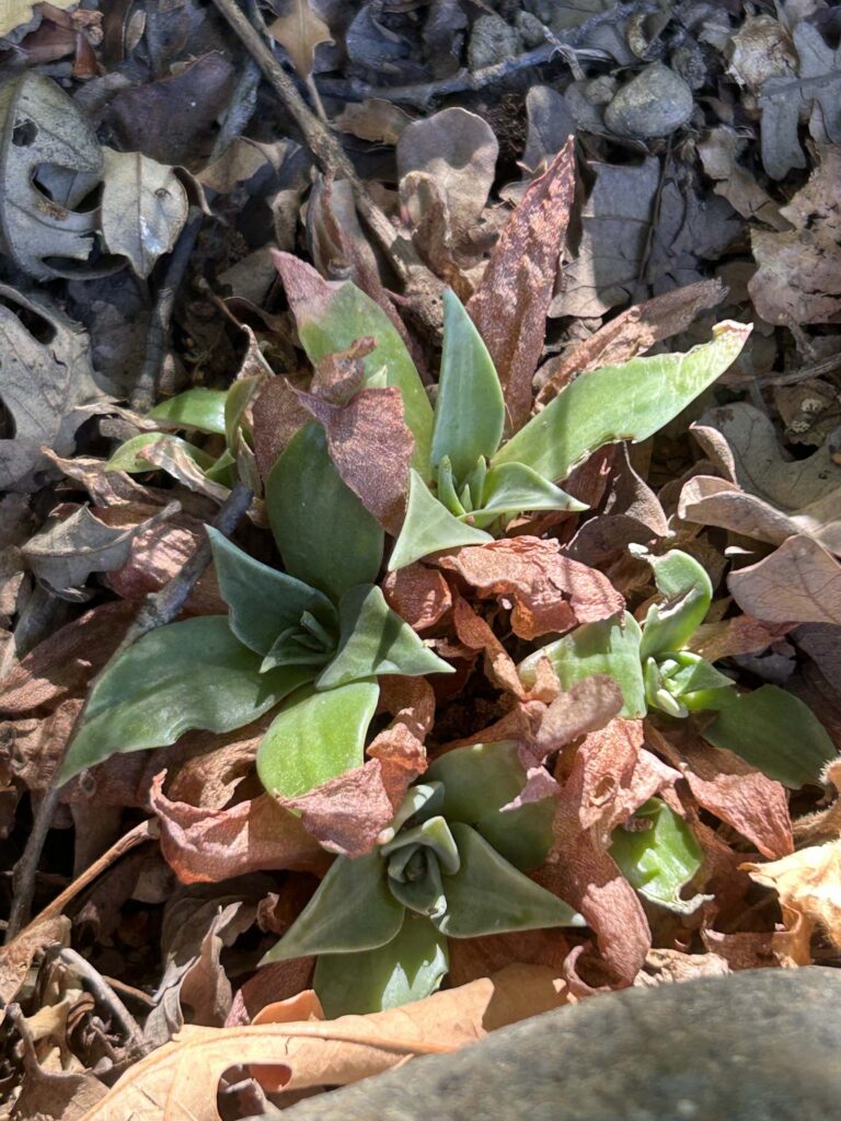 Canyon dudleya volunteer. MA McCrary.