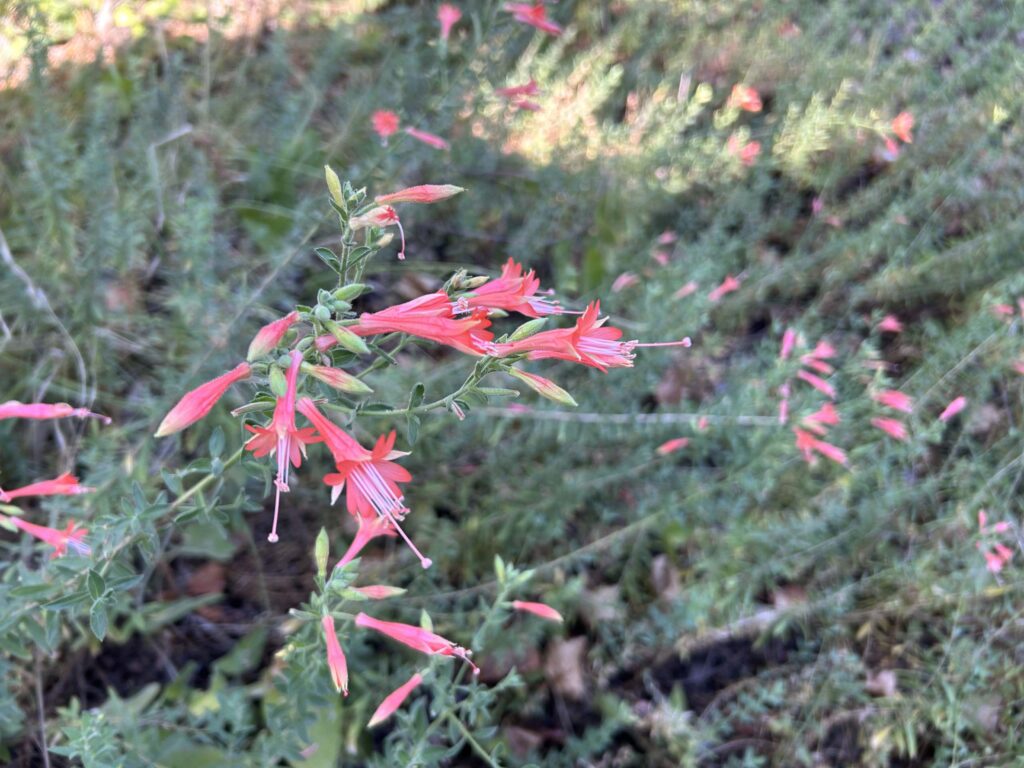 Silver form of California fuchsia. MA McCrary.