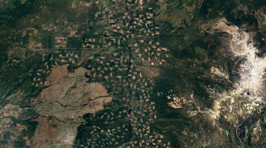 Clearcuts on Mt. Lassen. Google Earth.