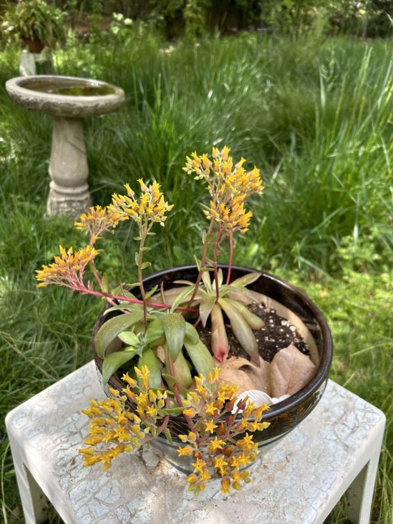 Canyon dudleya. MA McCrary.