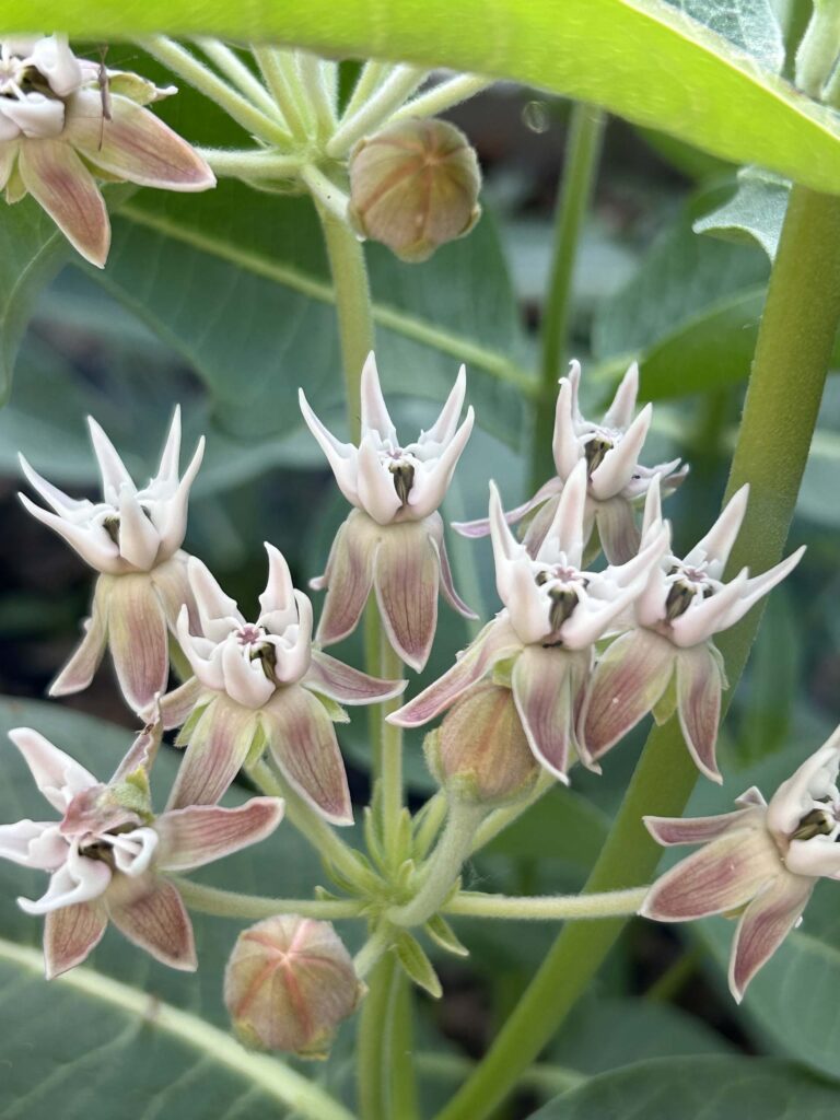 Showy milkweed. MA McCrary.