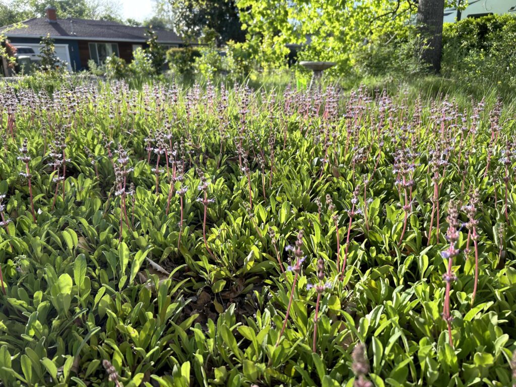 Creeping sage "lawn." MA McCrary.