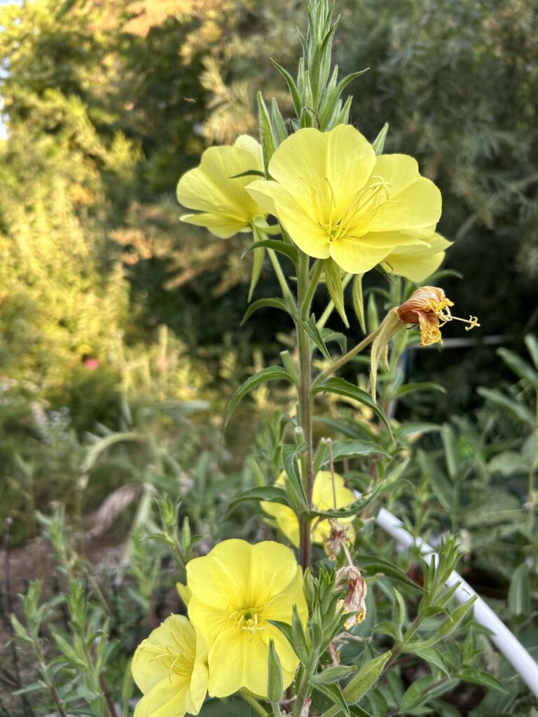 Evening-primrose. MA McCrary.