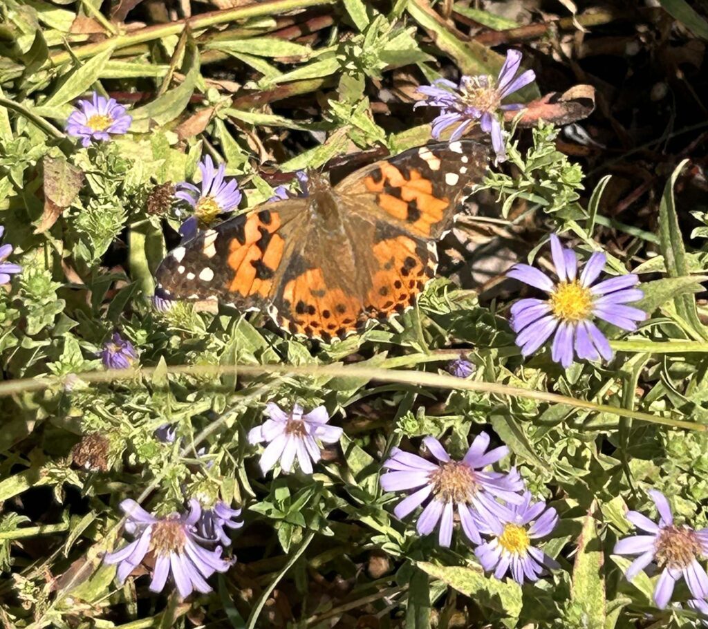 Purple Haze coast aster and butterfly. MA McCrary.