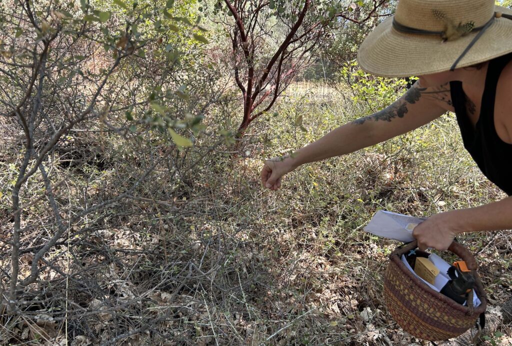 Jana Peters collecting ceanothus. MA McCrary.