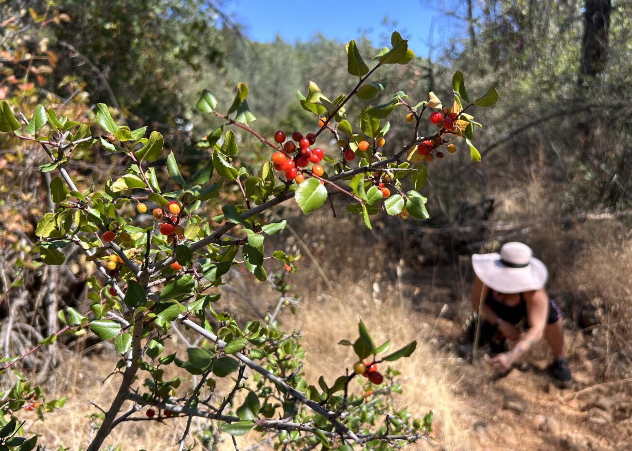 Hollyleaf redberry. MA McCrary.