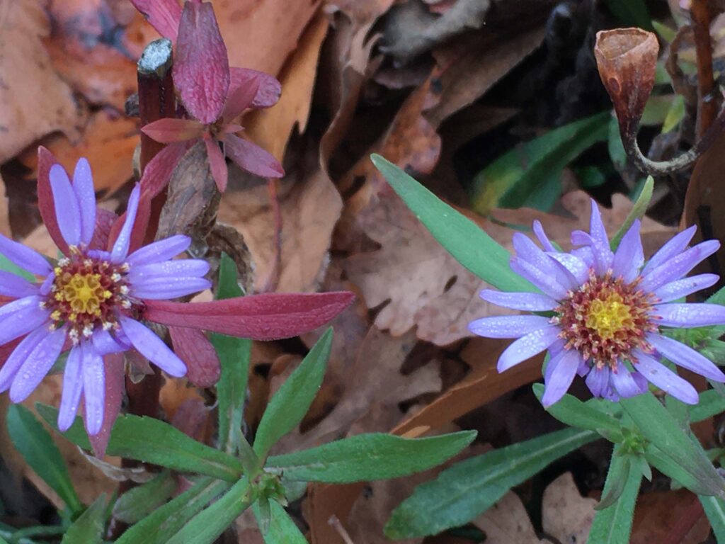 Purple Haze coast aster. MA McCrary.