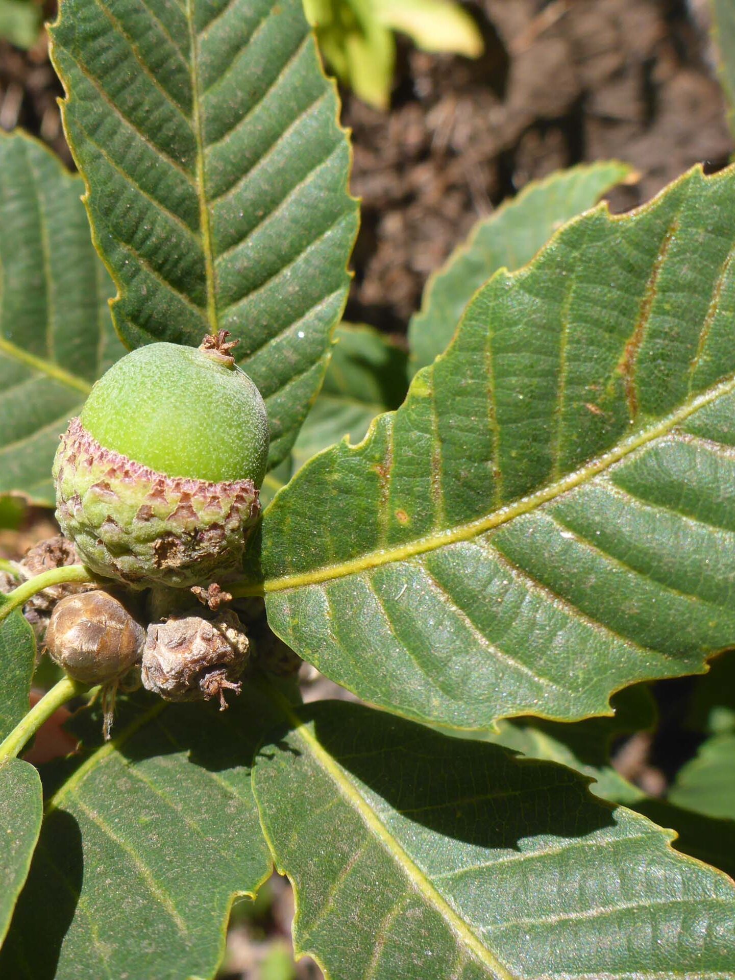 Sadler oak acorn. D. Burk. Little Boulder Lake, Trinity Alps. August 11, 2024.