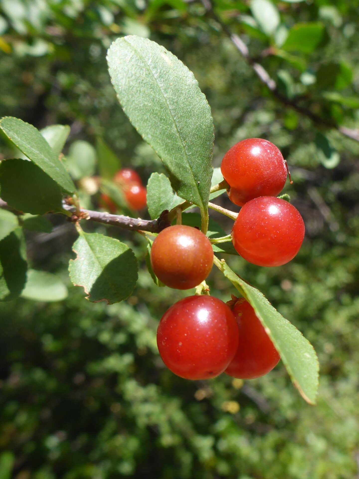 Bitter cherry fruits. D. Burk. Little Boulder Lake, Trinity Alps. August 11, 2024.