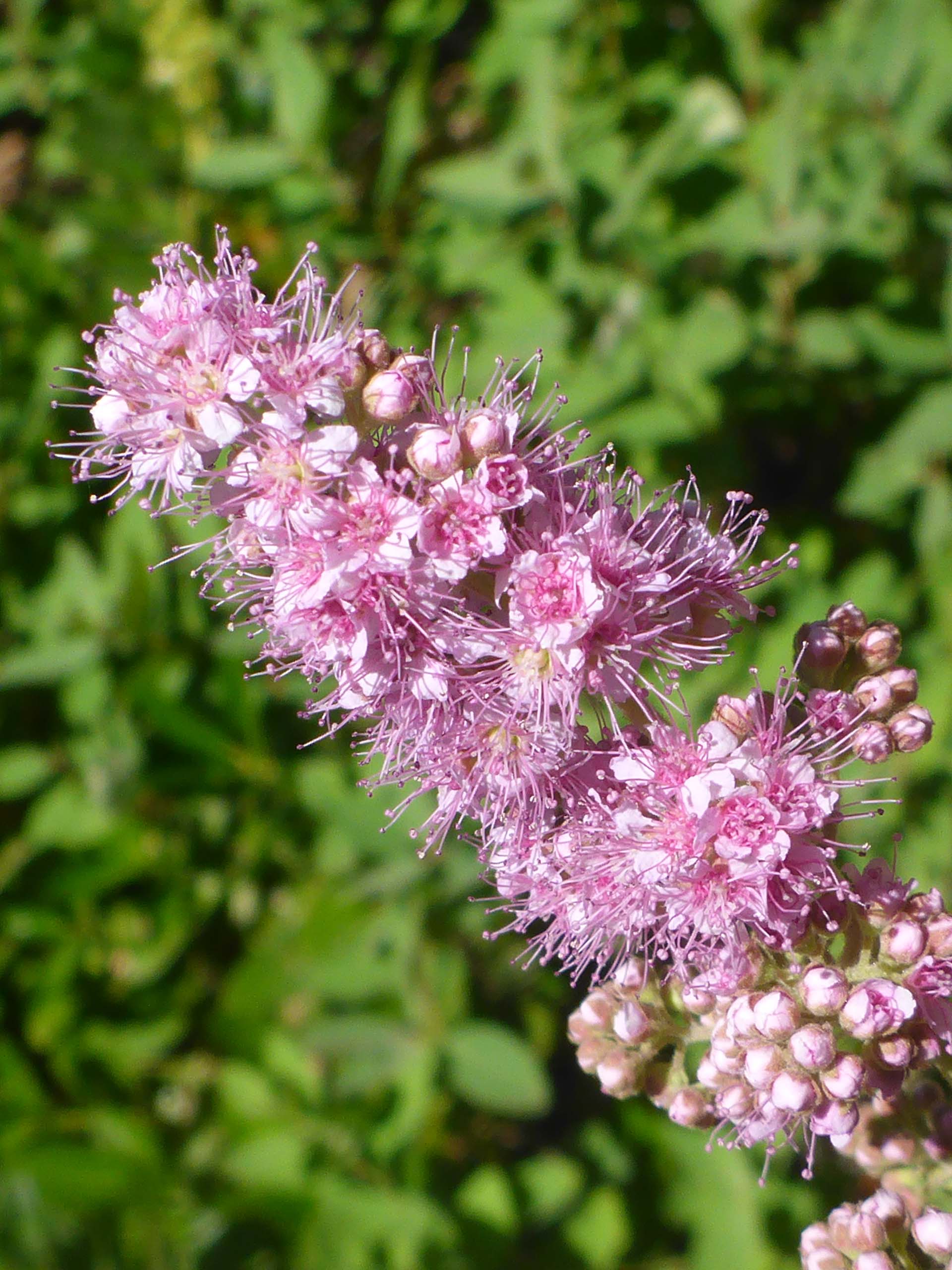 Douglas' spiraea. D. Burk. Little Boulder Lake, Trinity Alps. August 11, 2024.