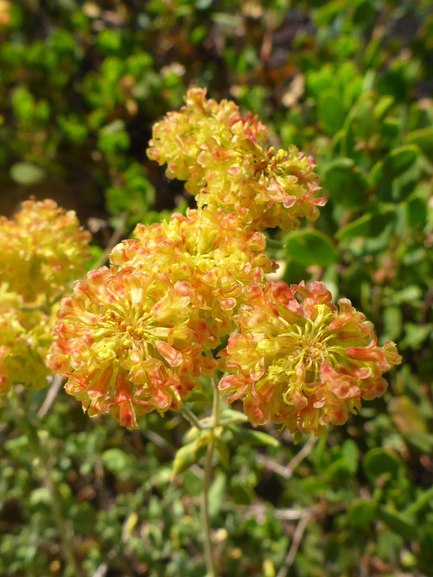 A species of buckwheat. D. Burk. Little Boulder Lake, Trinity Alps. August 11, 2024.