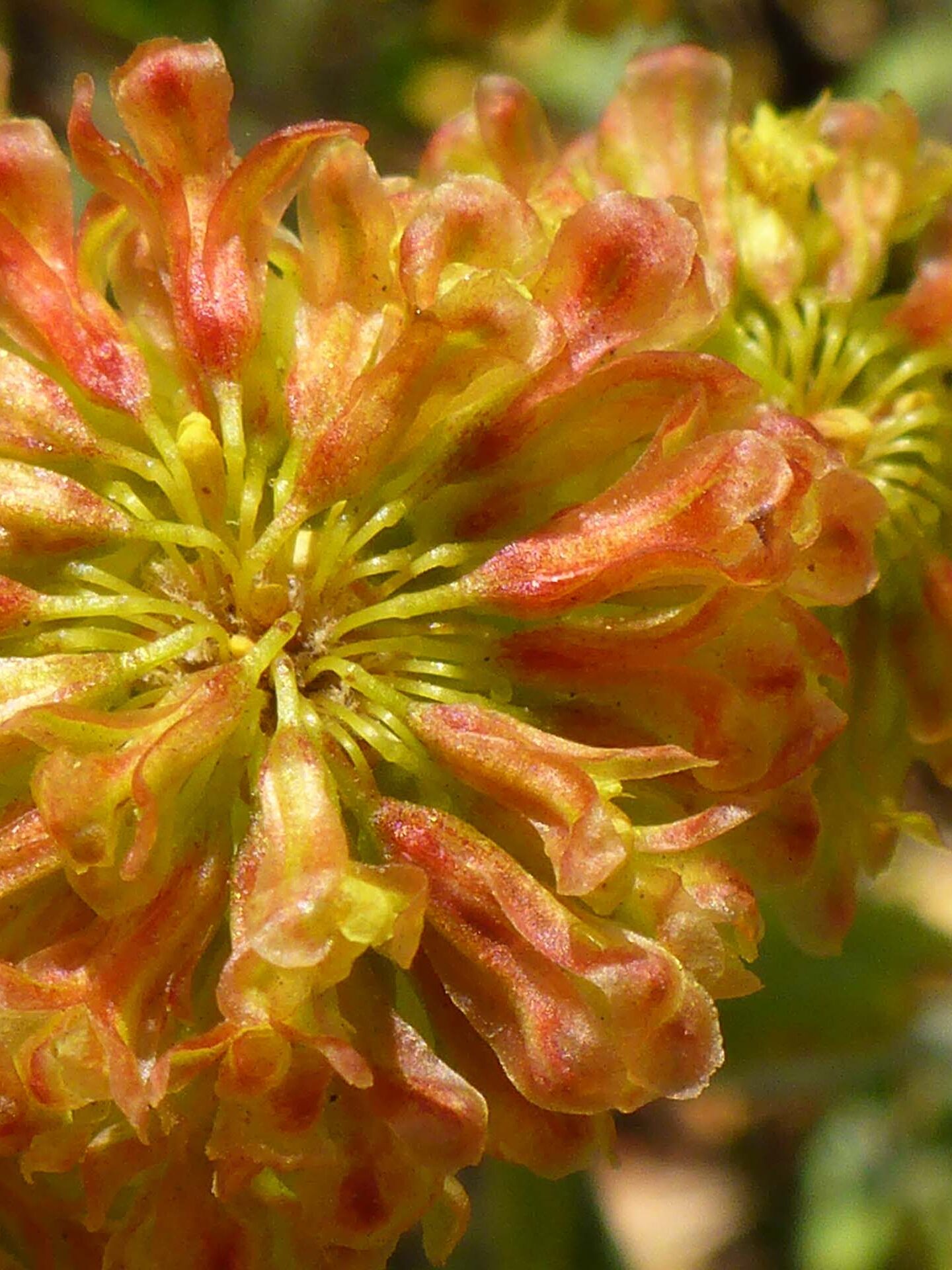 Close-up of a species of buckwheat. D. Burk. Little Boulder Lake, Trinity Alps. August 11, 2024.