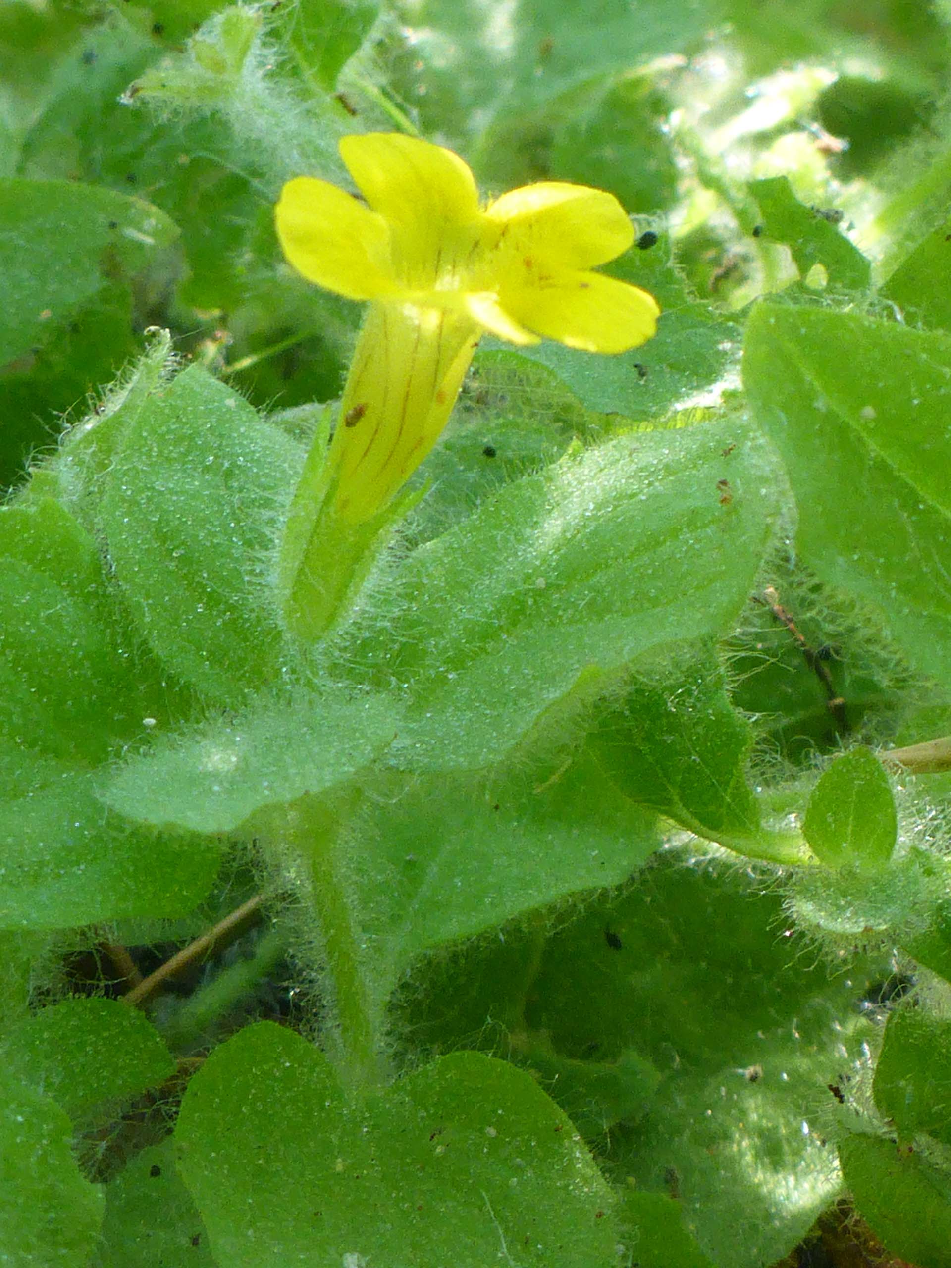 Musk monkeyflower. D. Burk. Little Boulder Lake, Trinity Alps. August 11, 2024.