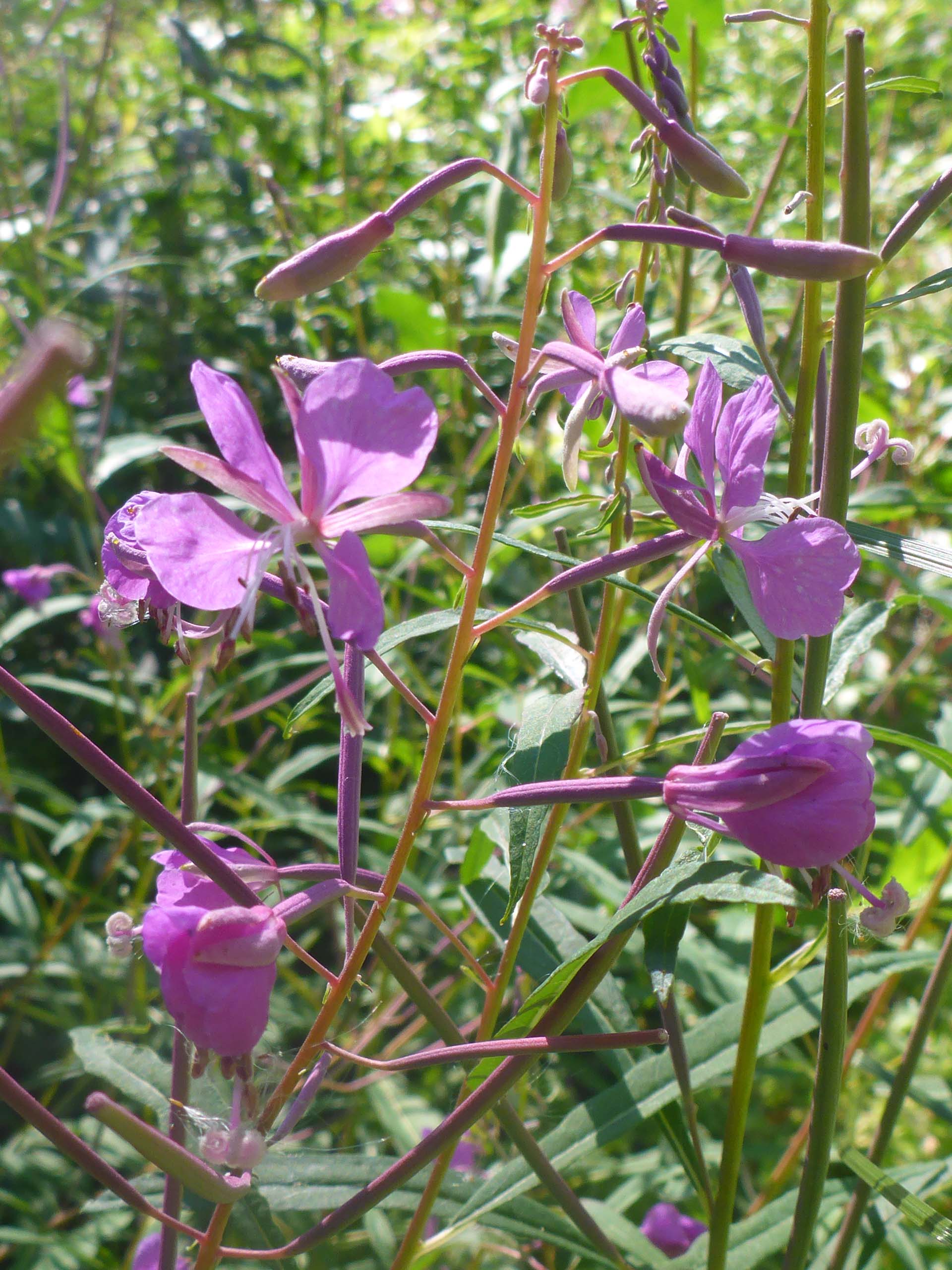 Fireweed. D. Burk. Little Boulder Lake, Trinity Alps. August 11, 2024.