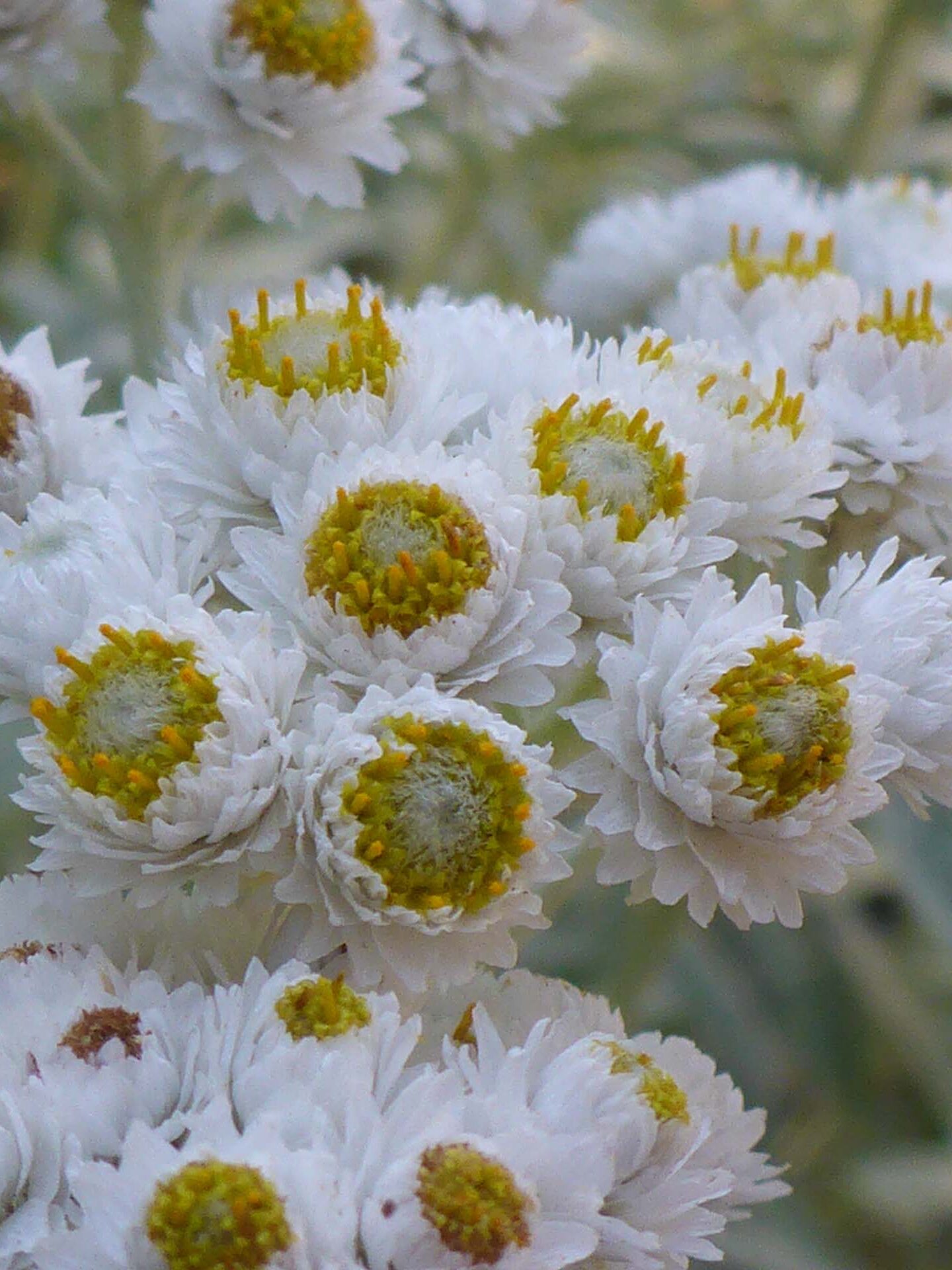 Pearly-everlasting close-up. D. Burk. Little Boulder Lake, Trinity Alps. August 11, 2024.