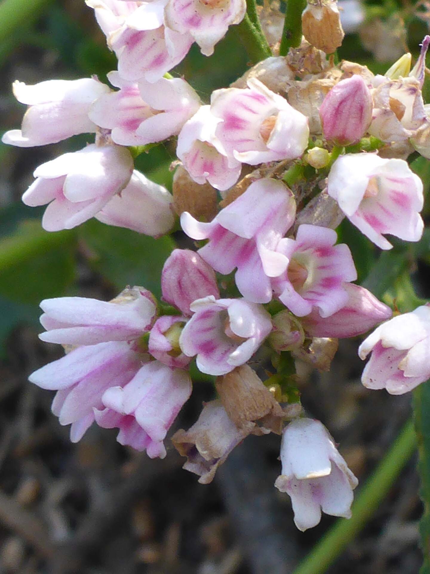 Mountain dogbane closer look. D. Burk. Little Boulder Lake, Trinity Alps. August 11, 2024.