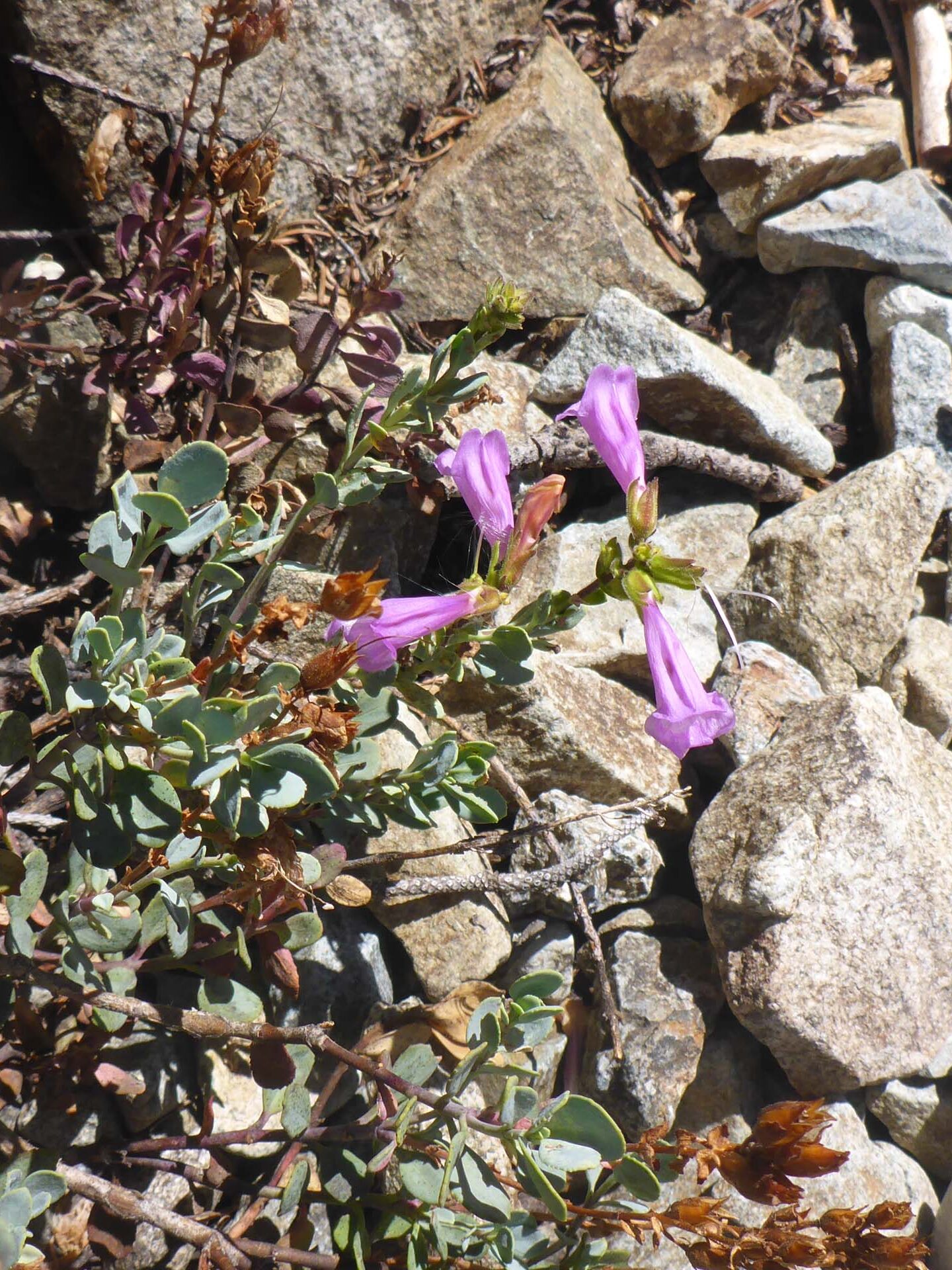 Rock penstemon. D. Burk. Lake Helen. August 18, 2024.