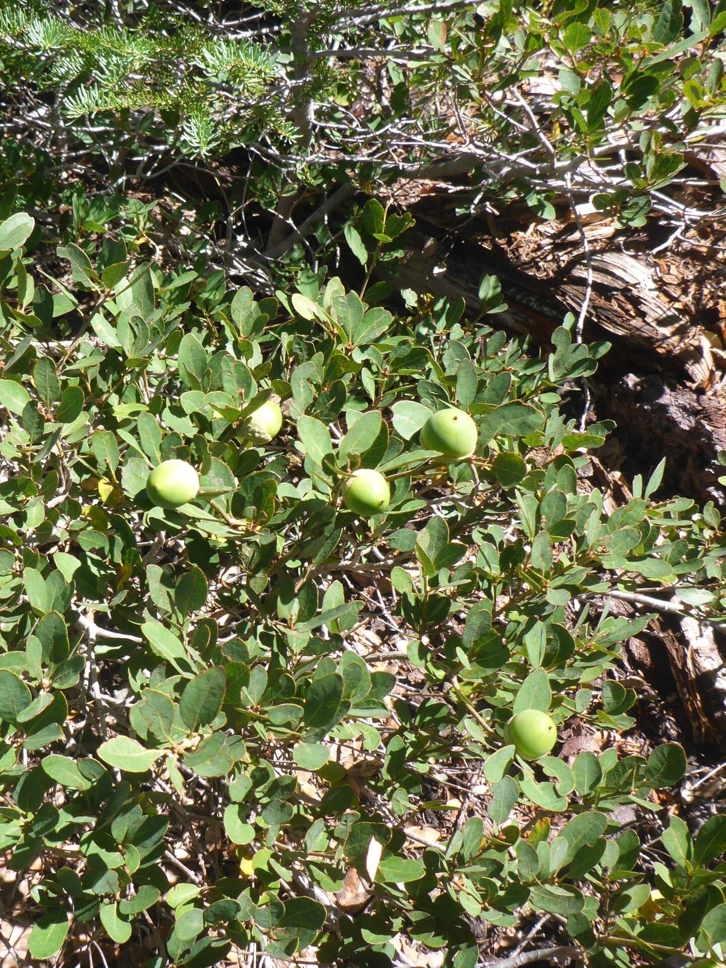 Huckleberry oak. D. Burk. Lake Helen. August 18, 2024.