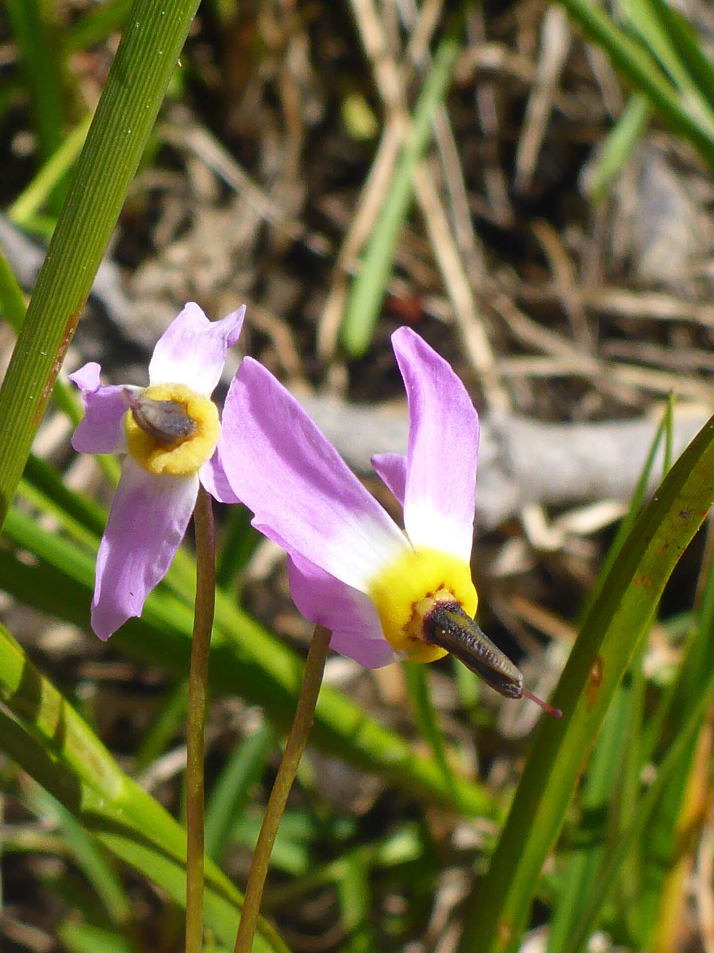 Alpine shooting-star. D. Burk. Lake Helen. August 18, 2024.