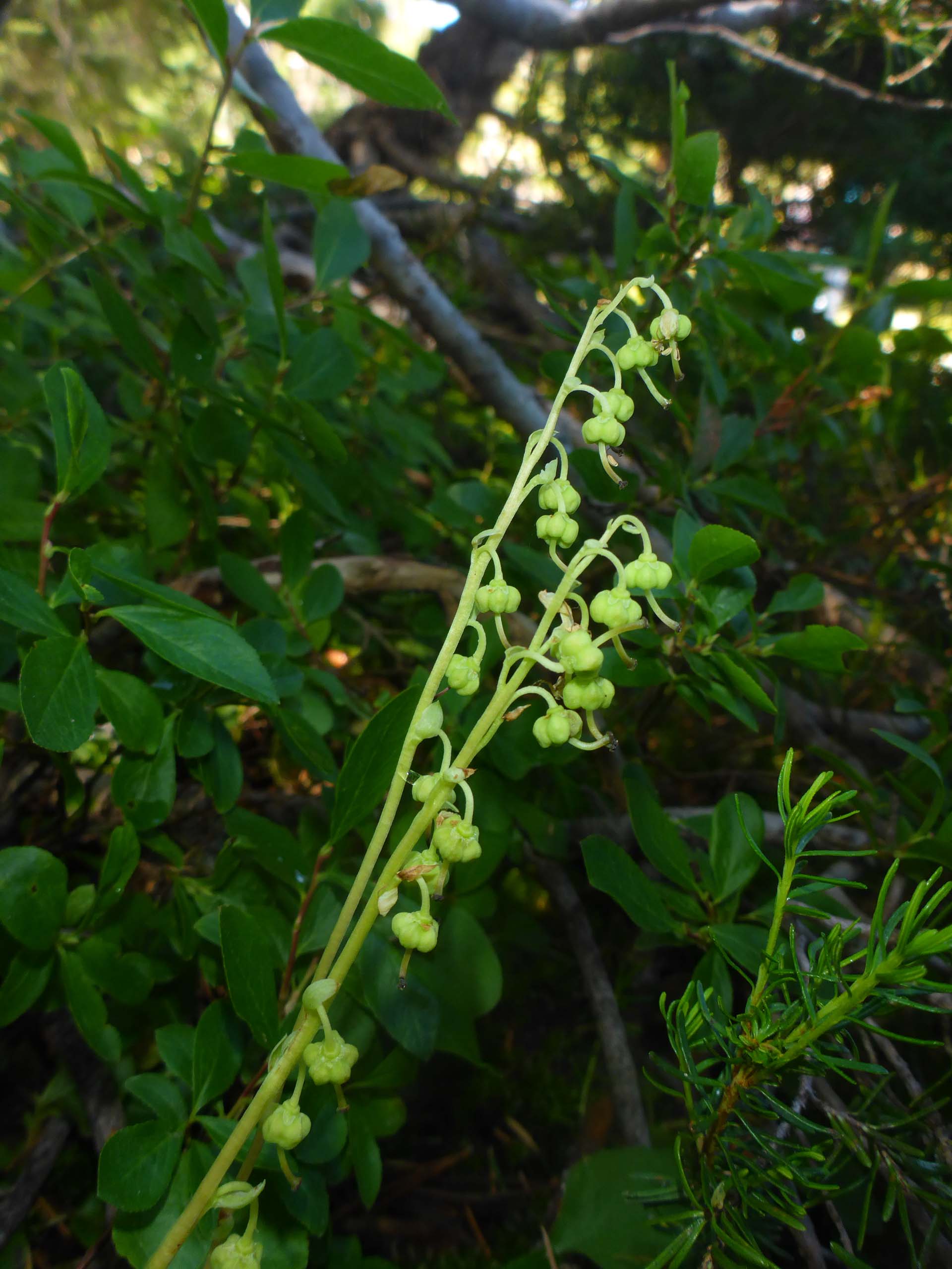 One-sided wintergreen going to fruit. D. Burk. Lake Helen. August 18, 2024.