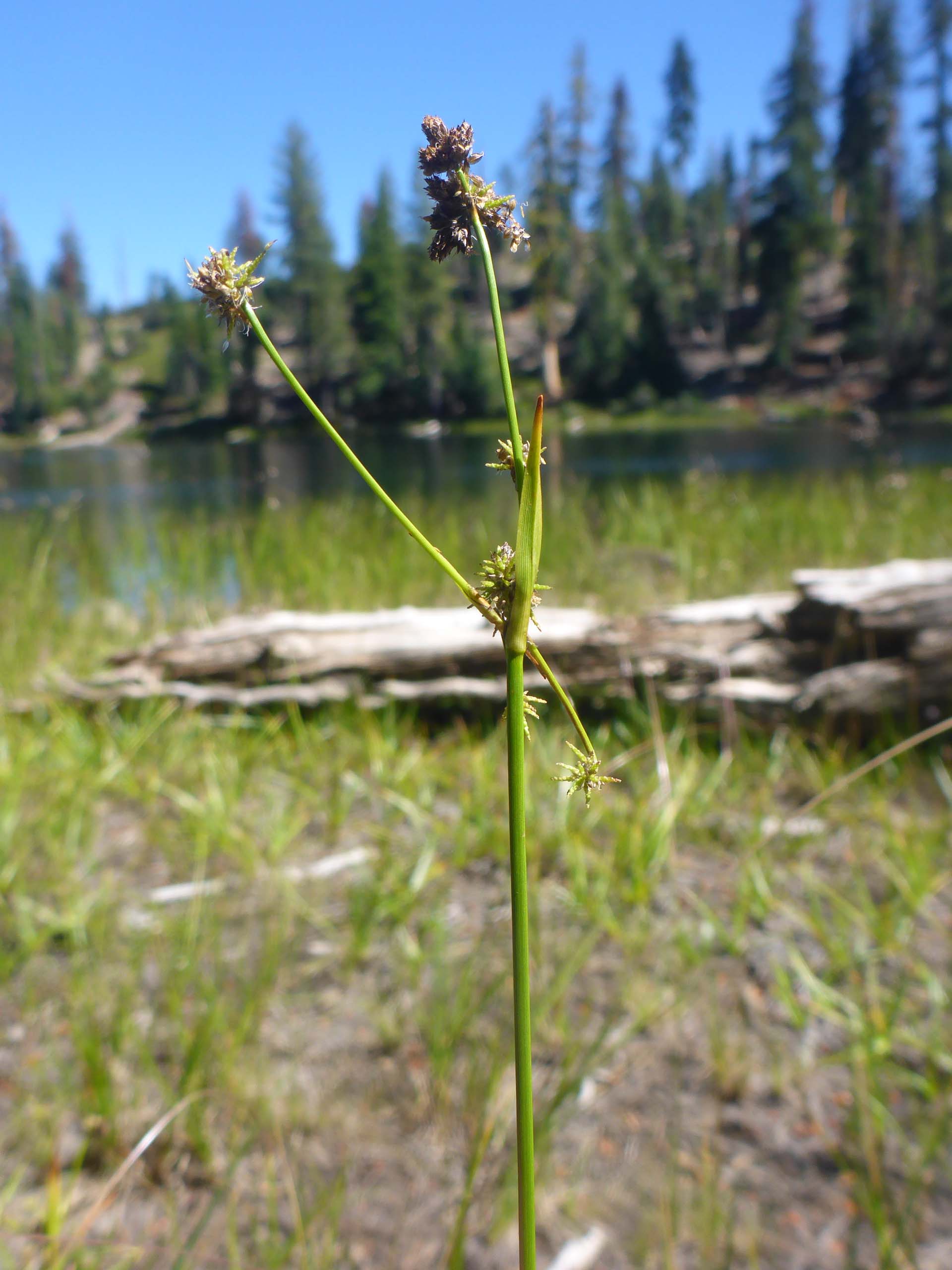 Congdon's bulrush. D. Burk. Lake Helen. August 18, 2024.