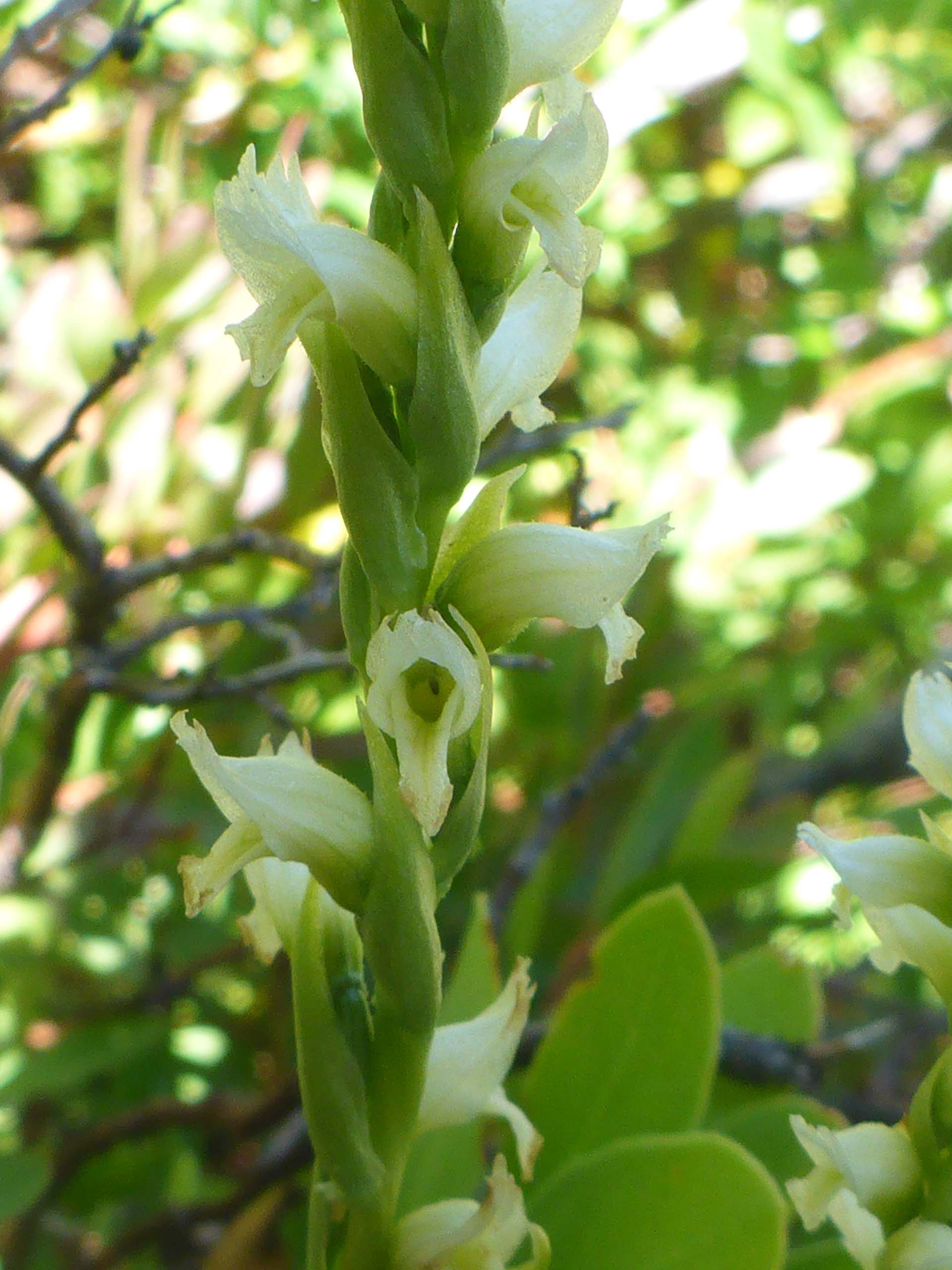 Hooded ladies'-tresses close-up. D. Burk. Lake Helen. August 18, 2024.