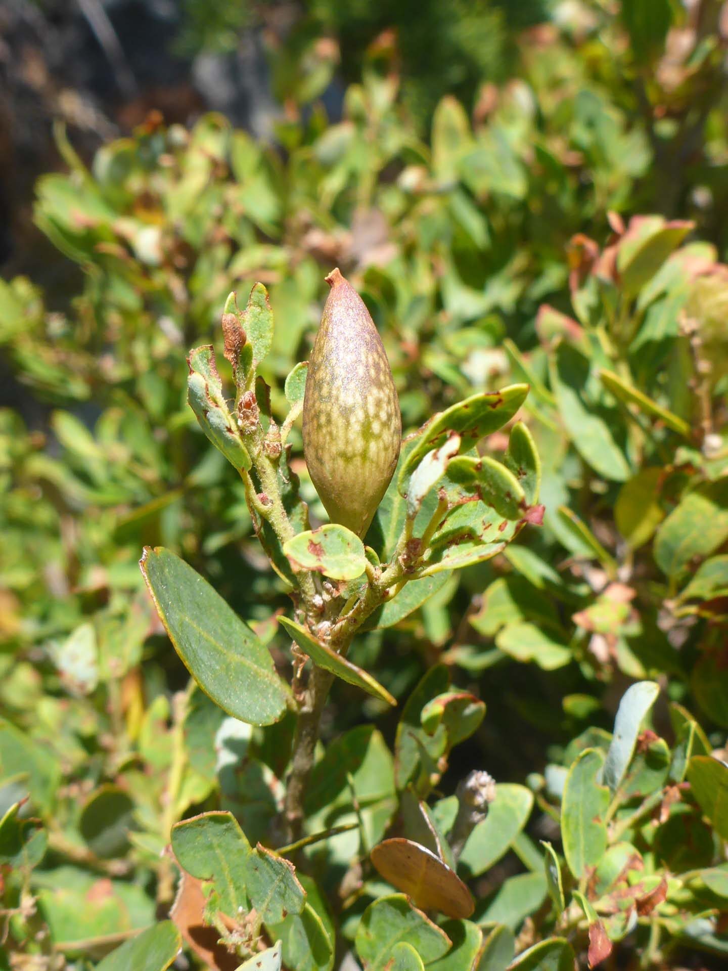 Huckleberry oak gall. D. Burk. Lake Helen. August 18, 2024.