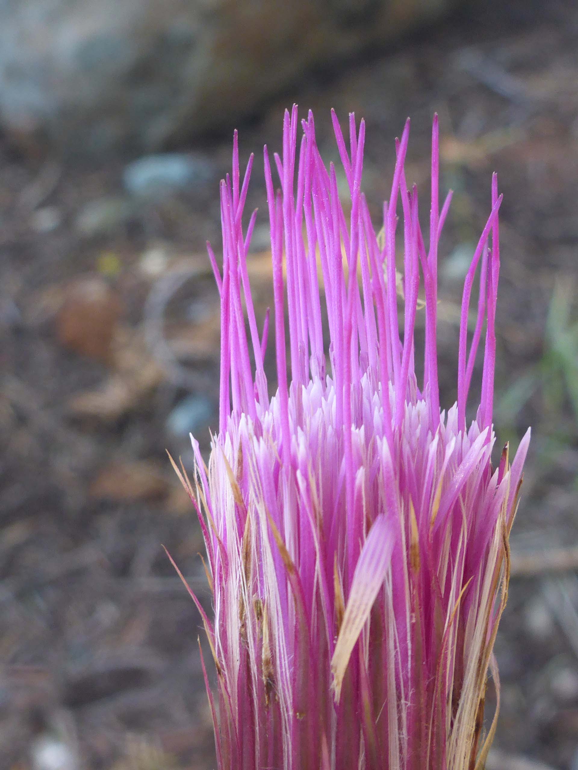 Anderson's thistle close-up. D. Burk. Lake Helen. August 18, 2024.