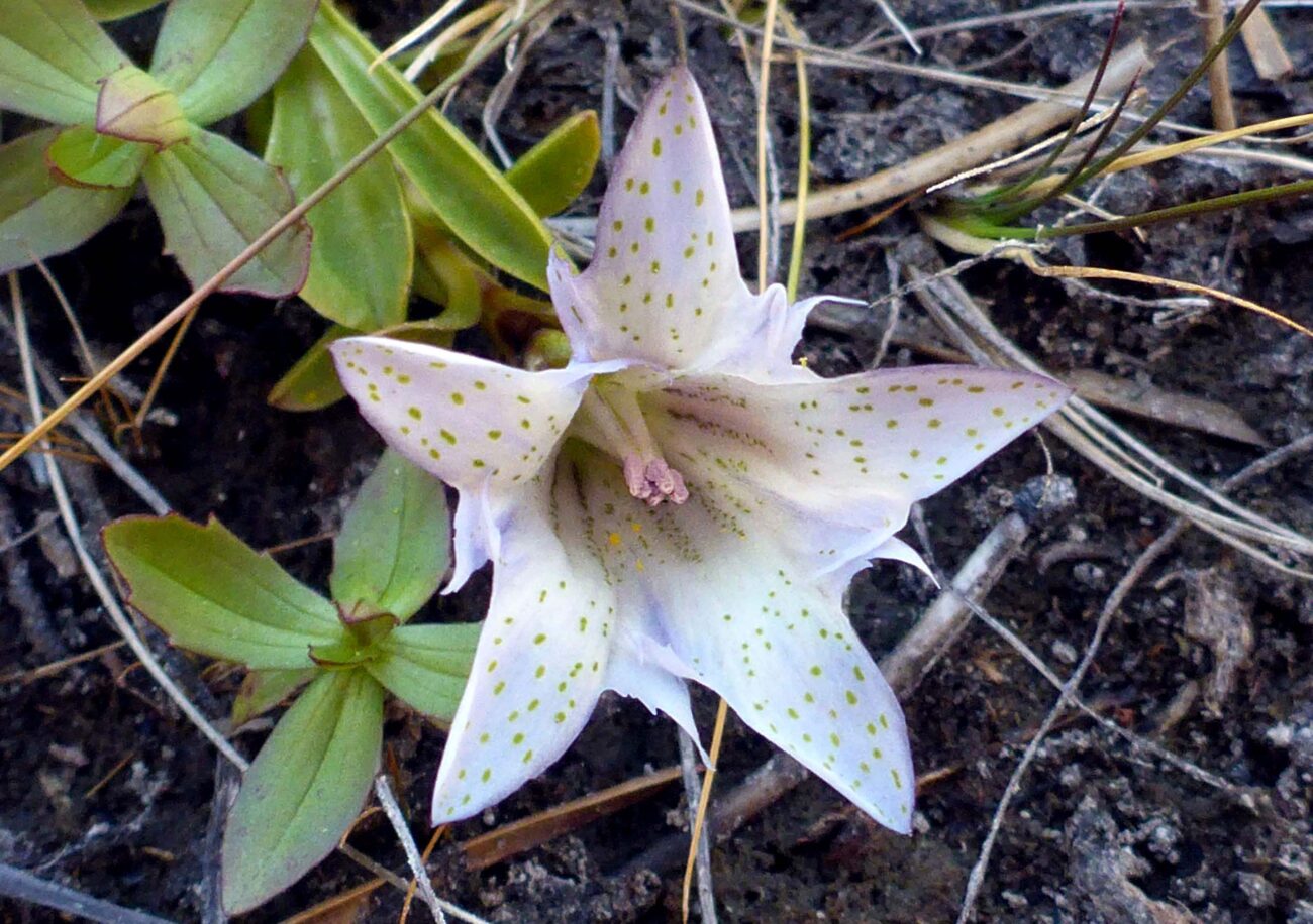 Sierran alpine gentian. D. Burk.