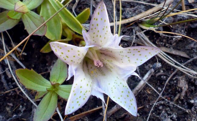 Sierran alpine gentian. D. Burk.