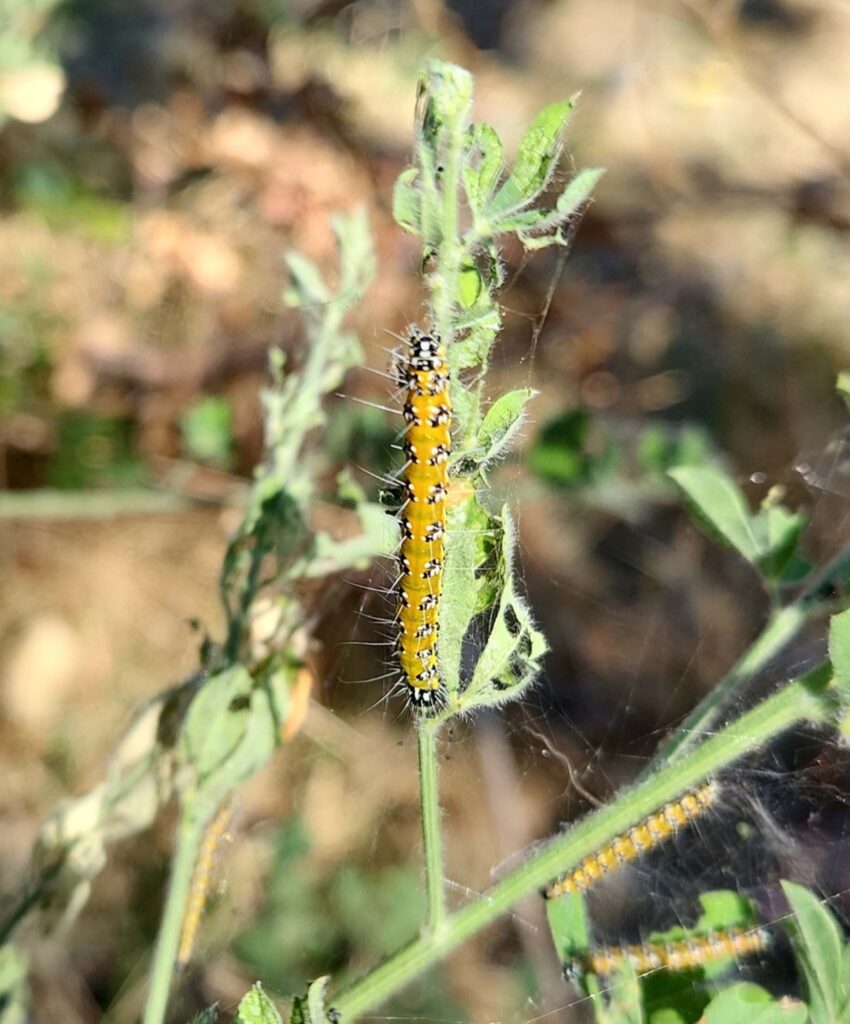 Genista broom moth on broom. J. Malik.