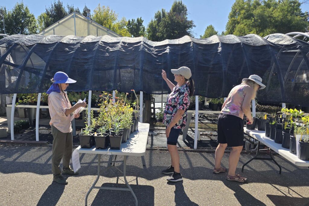 MaryAnn McCrary, and Shirley Martin prep for the plant sale. G. Lockett