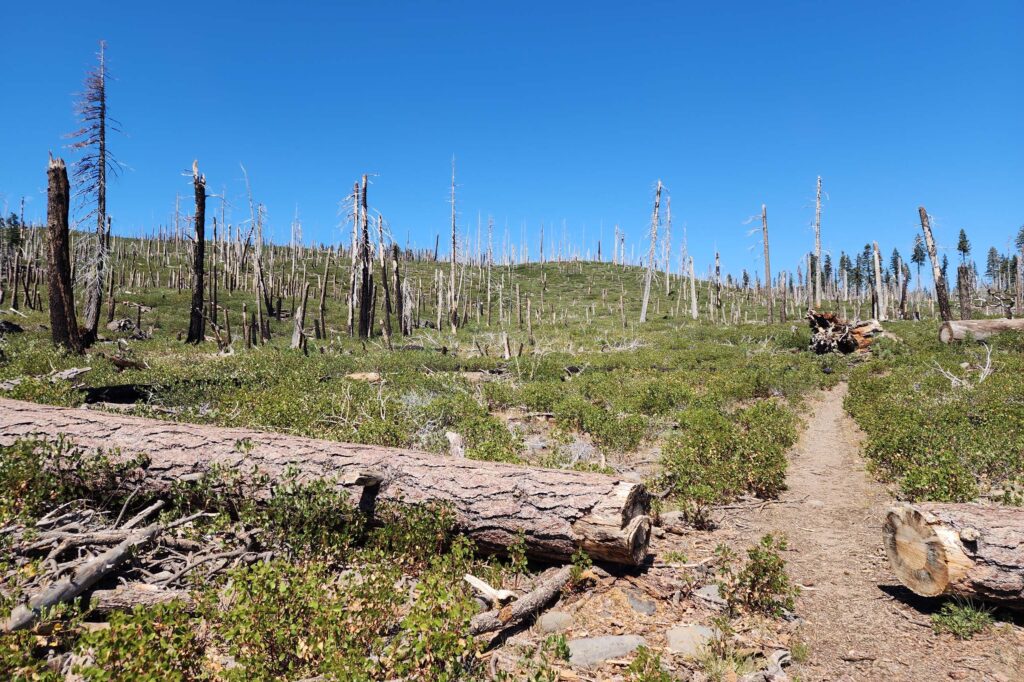 Trail to Eiler Lake. D. Burk.