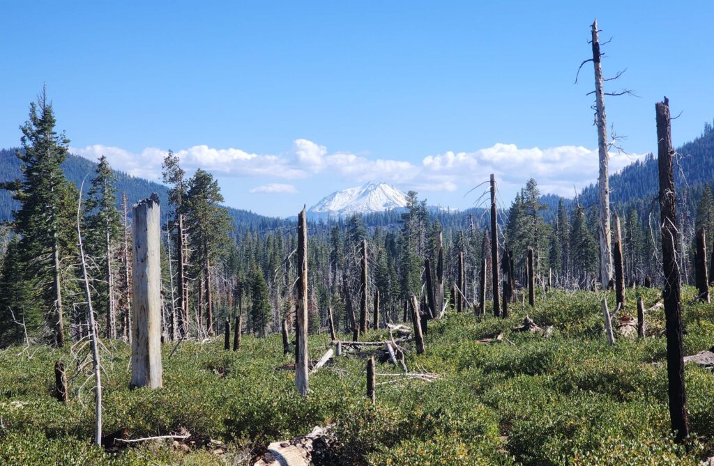 View from trail; Mt. Lassen. D. Burk.