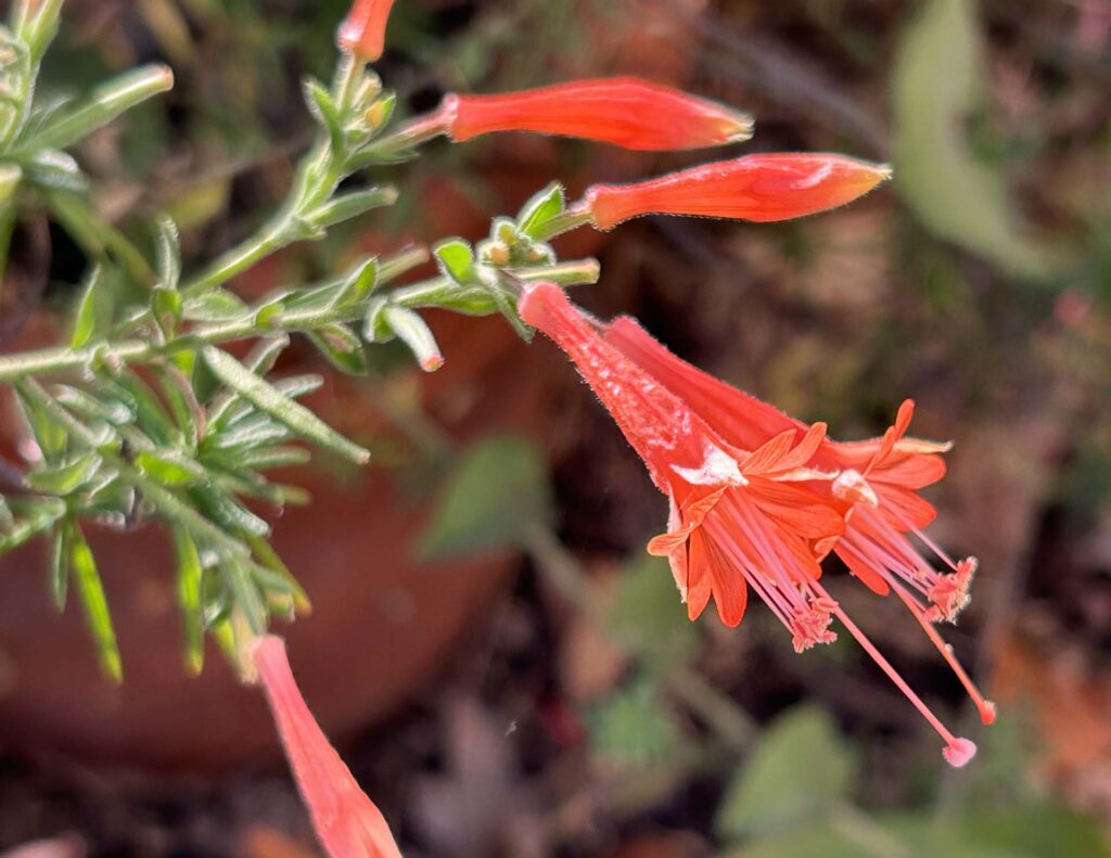 California fuchsia. M.A. McCrary.