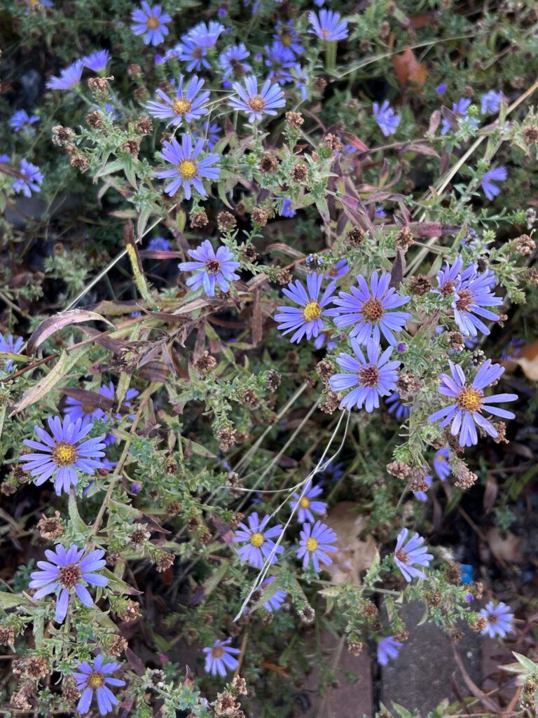 Purple Haze aster. M.A. McCrary.