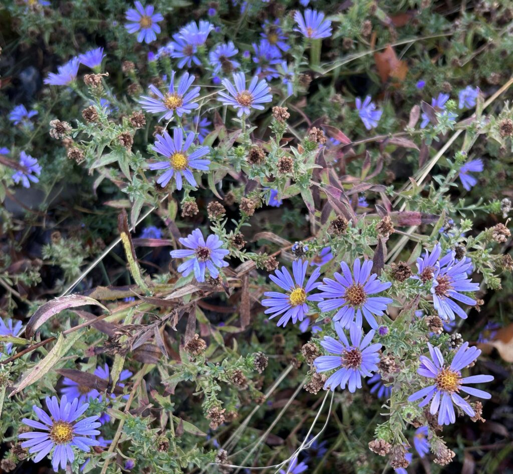 Purple Haze aster. M.A. McCrary.