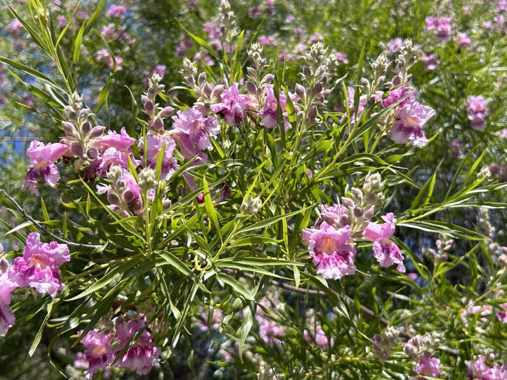 Desert-willow. M.A. McCrary.