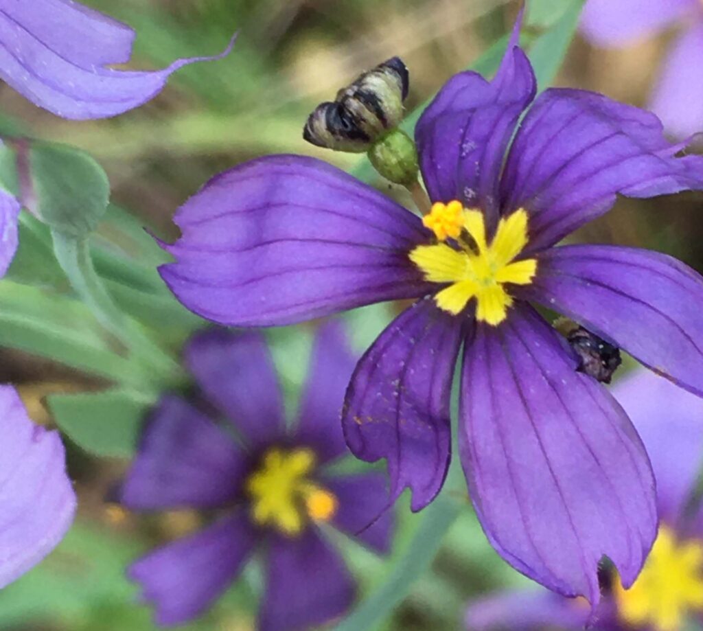 Western blue-eyed grass. M.A. McCrary.