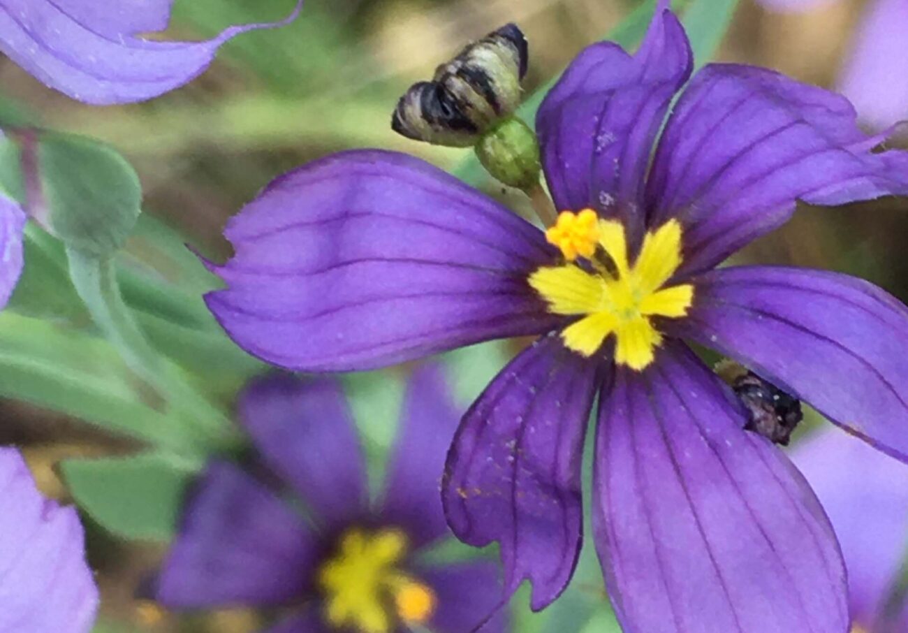 Western blue-eyed grass. M.A. McCrary.