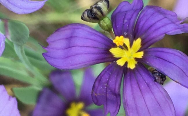 Western blue-eyed grass. M.A. McCrary.