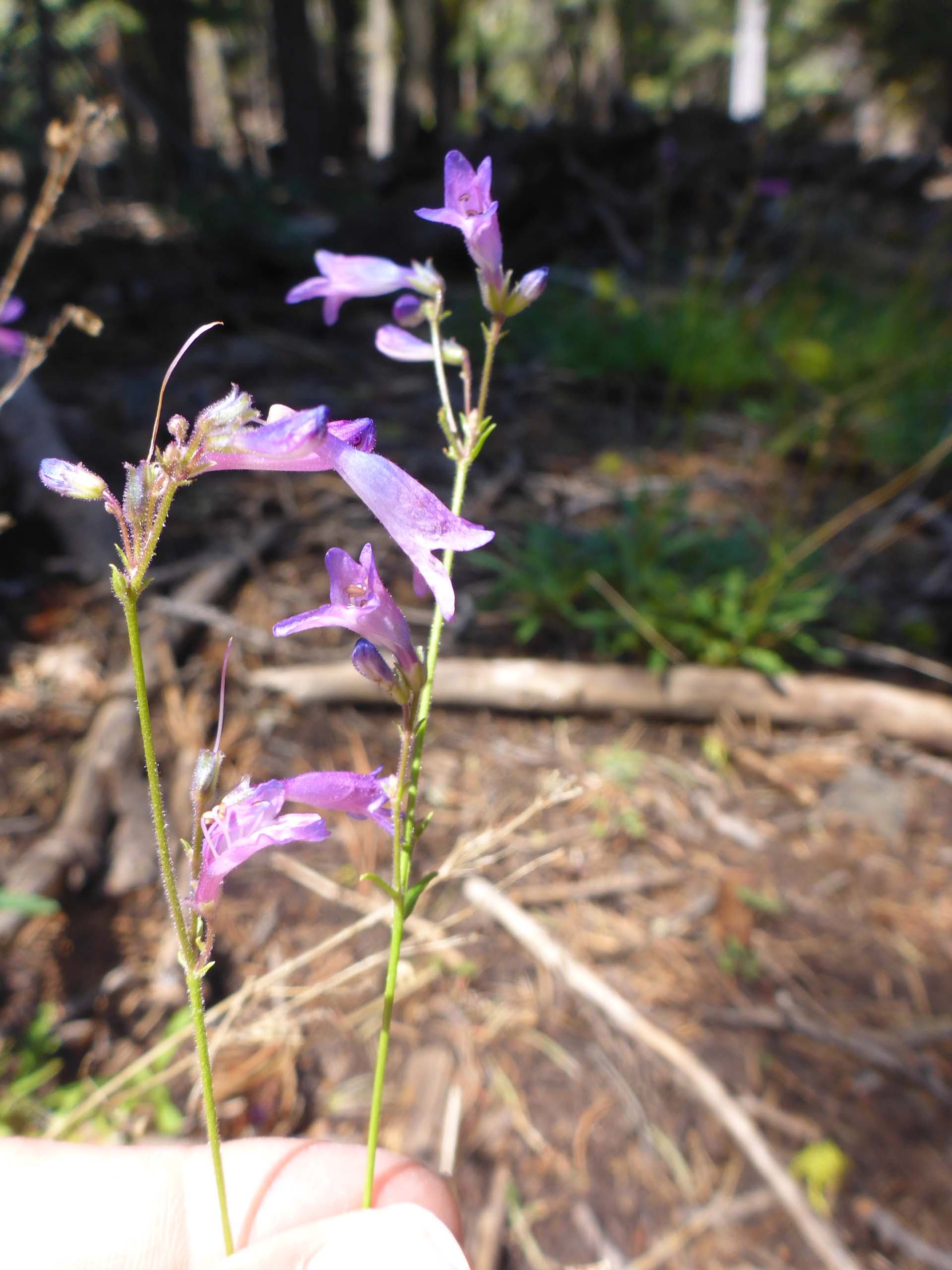 Slender penstemon. D. Burk.