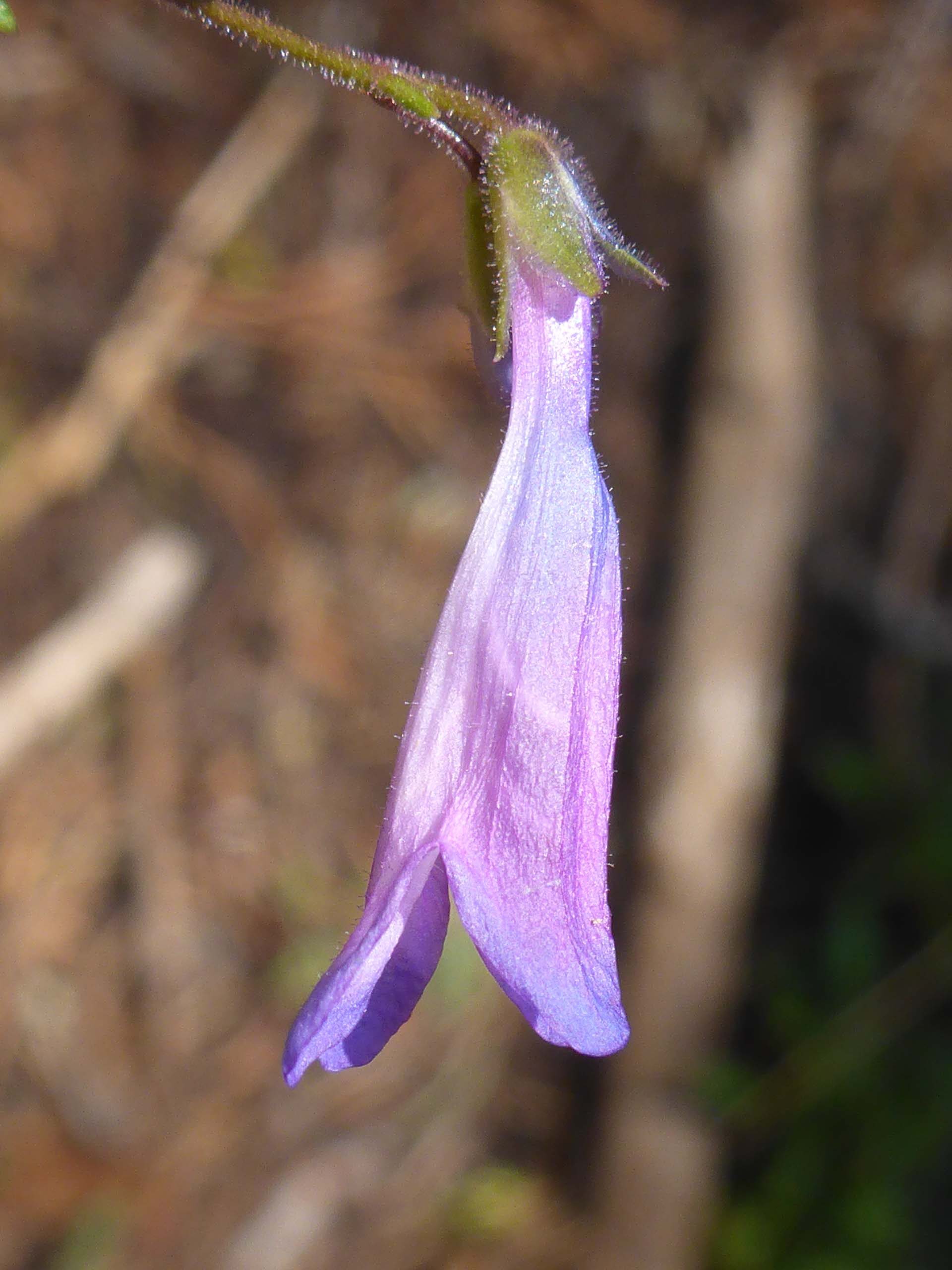 Slender penstemon close-up. D. Burk.